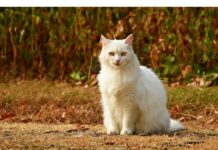 400+Top Male Cat Names That Start With C Cat Names Starting with C
