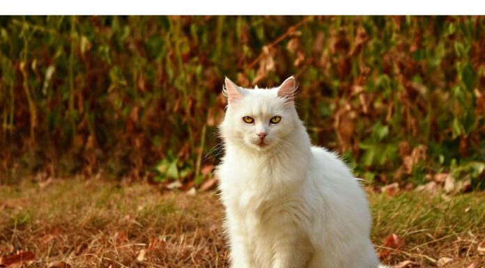 Top 500 Cat Names Starting with C Cat Names Starting with C