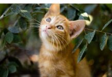 200+Top Male Cat Names That Start With D Cat Names Starting with D