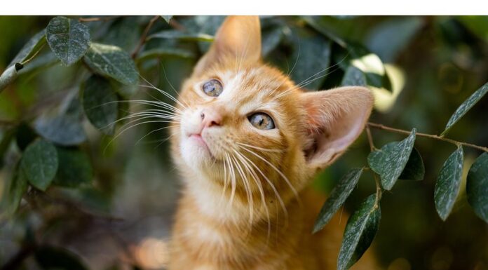 200+Top Female Cat Names That Start With D Cat Names Starting with D