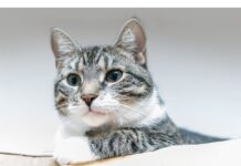 Top 450+ Cat Names Starting with E Cat Names Starting with E