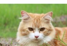 Top 450+ Cat Names Starting with F Cat Names Starting with F