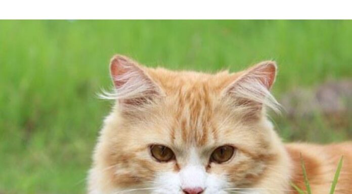 Top 450+ Cat Names Starting with F Cat Names Starting with F