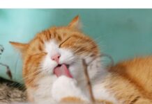 300+Top Male Cat Names That Start With G Cat Names Starting with G