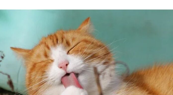 Top 400+ Cat Names Starting with G Cat Names Starting with G