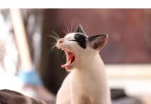 300+Top Male Cat Names That Start With H Cat Names Starting with H