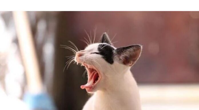 150+Top Female Cat Names That Start With H Cat Names Starting with H