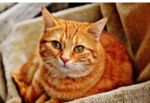 100+Top Male Cat Names That Start With I Cat Names Starting with I