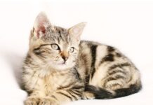 Top 450+ Cat Names Starting with J Cat Names Starting with J