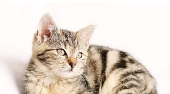 200+Top Female Cat Names That Start With J Cat Names Starting with J