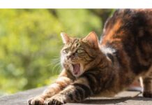 250+Top Male Cat Names That Start With K Cat Names Starting with K