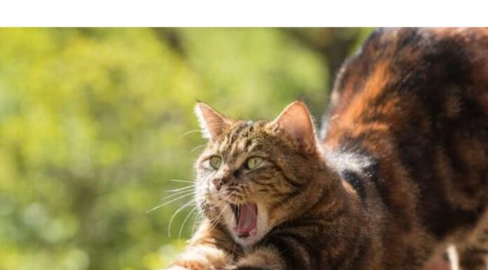 200+Top Female Cat Names That Start With K Cat Names Starting with K