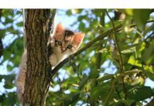 300+Top Male Cat Names That Start With L Cat Names Starting with L