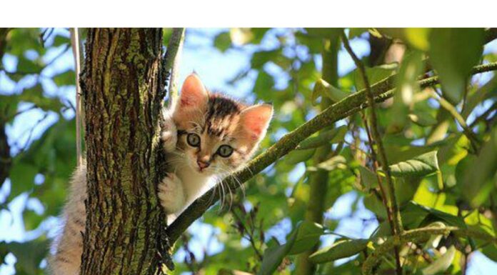 250+Top Female Cat Names That Start With L Cat Names Starting with L