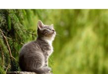 350+Top Male Cat Names That Start With M Cat Names Starting with M