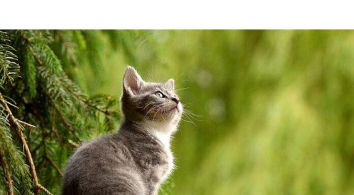 350+Top Male Cat Names That Start With M Cat Names Starting with M