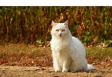 150+Top Male Cat Names That Start With N Cat Names Starting with N