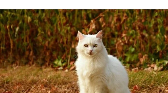 150+Top Female Cat Names That Start With N Cat Names Starting with N