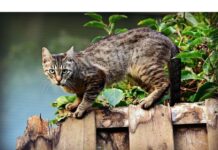 150+Top Male Cat Names That Start With O Cat Names Starting with O