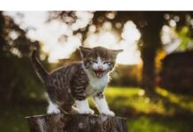 250+Top Male Cat Names That Start With P Cat Names Starting with P