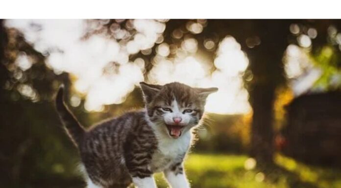 250+Top Male Cat Names That Start With P Cat Names Starting with P