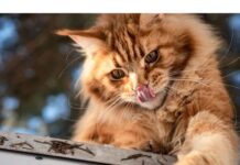 150+Top Male Cat Names That Start With Q Cat Names Starting with Q