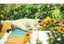 200+Top Male Cat Names That Start With R Cat Names Starting with R