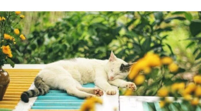 150+Top Female Cat Names That Start With R Cat Names Starting with R