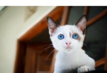 500+Top Male Cat Names That Start With S Cat Names Starting with S