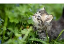 300+Top Male Cat Names That Start With T Cat Names Starting with T