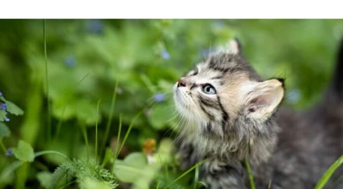 Top 450+ Cat Names Starting with T Cat Names Starting with T