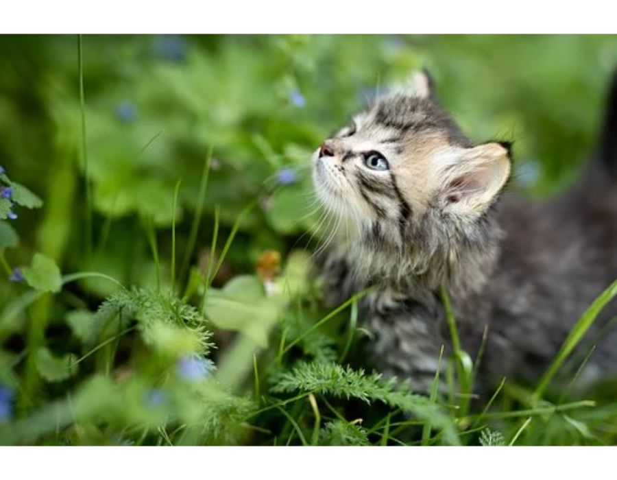 200 Female Cat Names Starting With S 2024 Unique Cute Girl Cat Names