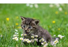 100+Top Male Cat Names That Start With U Cat Names Starting with U