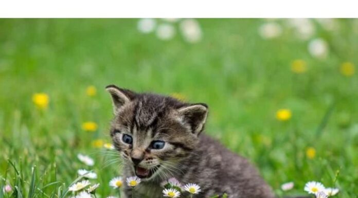 Top 200+ Cat Names Starting with U Cat Names Starting with U