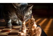 100+Top Male Cat Names That Start With V Cat Names Starting with V