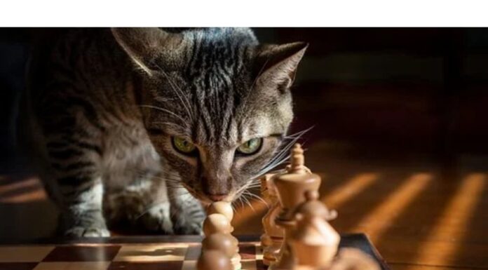 100+Top Male Cat Names That Start With V Cat Names Starting with V