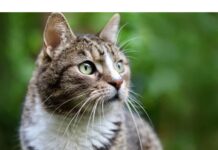 100+Top Male Cat Names That Start With W Cat Names Starting with W