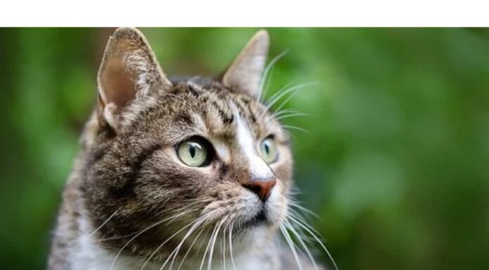 100+Top Male Cat Names That Start With W Cat Names Starting with W