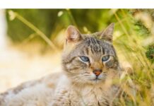 50+Top Male Cat Names That Start With X Cat Names Starting with X