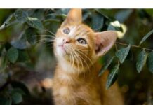 100+Top Male Cat Names That Start With Y Cat Names Starting with Y