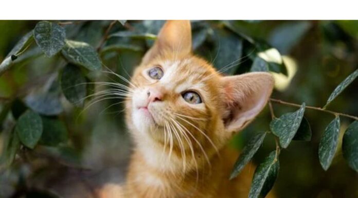 Top 200+ Cat Names Starting with Y Cat Names Starting with Y