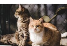 100+Top Male Cat Names That Start With Z Cat Names Starting with Z