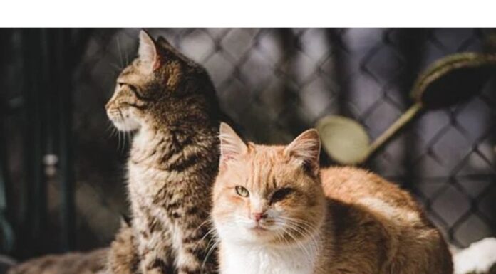 Top 200+ Cat Names Starting with Z Cat Names Starting with Z