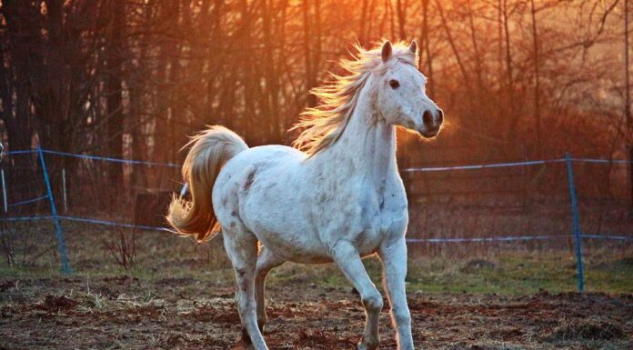 270 Famous Horse Names That Start With C Horse Names That Start With C