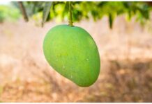 Scientific Name of Mango Scientific Name of Mango