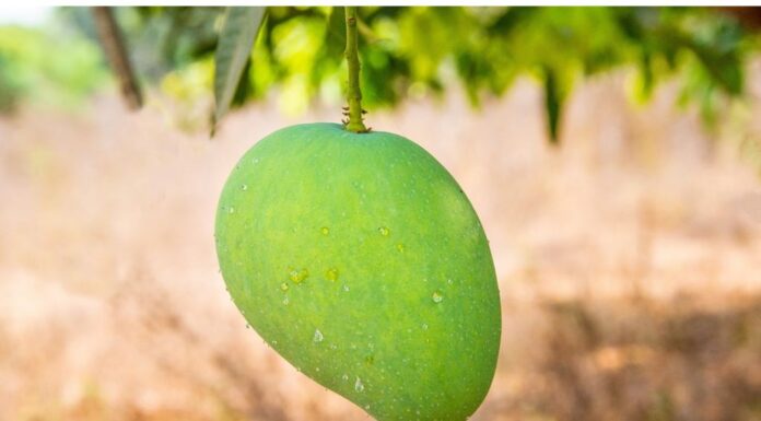 Scientific Name of Mango Scientific Name of Mango