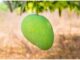 Scientific Name of Mango Scientific Name of Mango