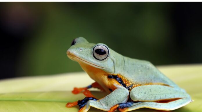 Scientific Names of Frog Scientific Names of Frog