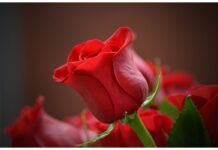 Scientific Name of Rose What is the Scientific Name of Rose