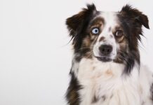 100 Most Popular Australian Shepherd Dog Names Australian Shepherd Dog Names